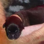 Hellbraun Halsband, Antonio Vigos (1 Woche alt)